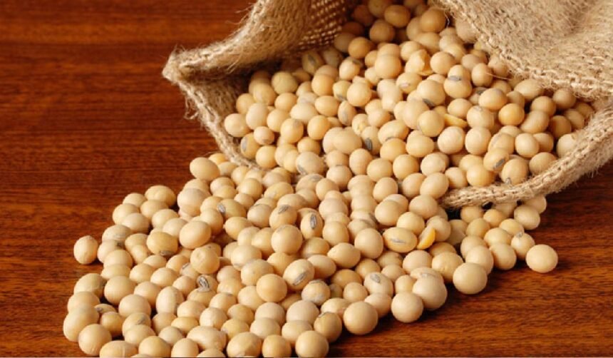 Insoya