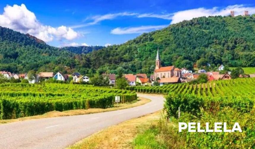 Pellela